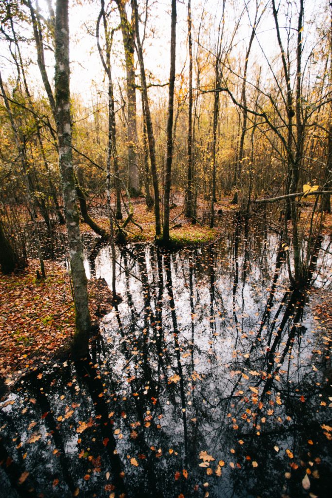 Découvrir la forêt humide des mousseuses et son chemin sur pilotis. crédit photo : Clara Ferrand - blog Wildroad