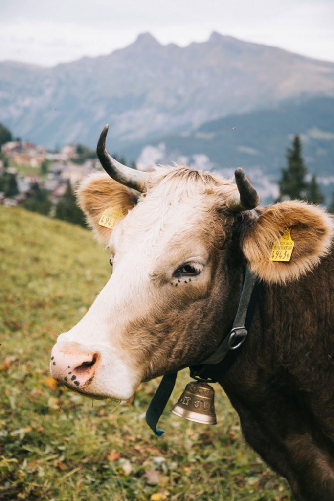 Le tour du lac de Grauseeli à Mürren dans le canton de Bern. crédit photo : Clara Ferrand - blog Wildroad