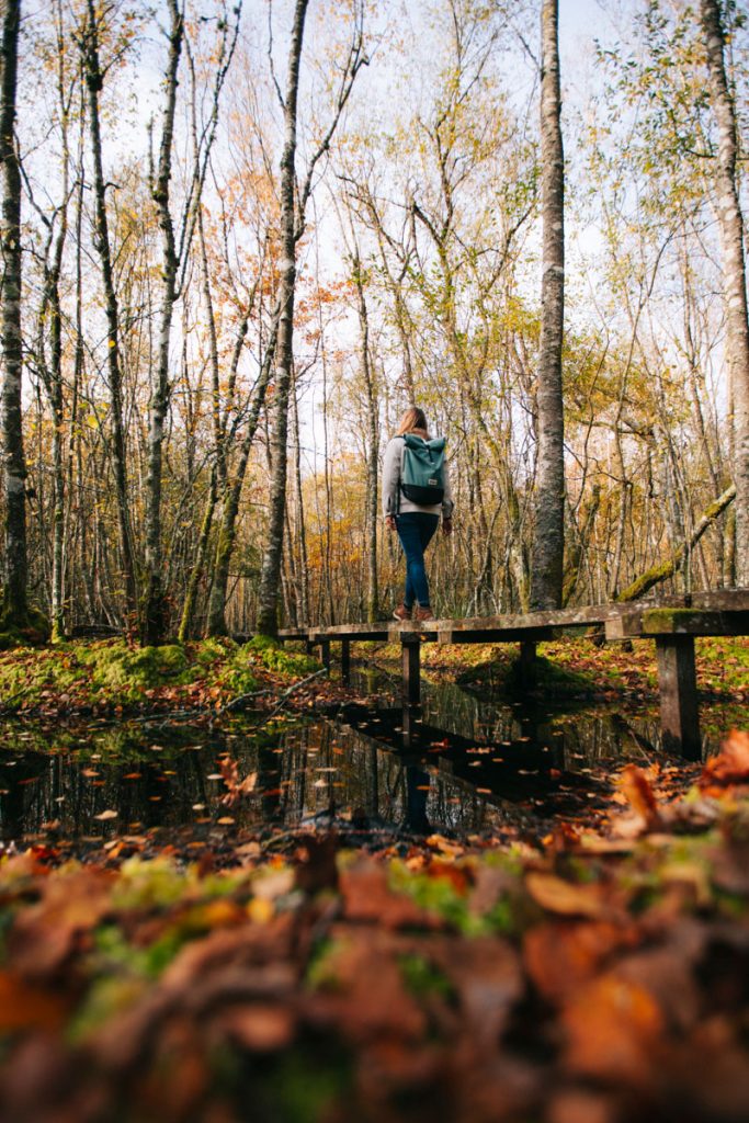 Randonnée dans la forêt humide des mousseuses à la Ferté-Vidame. crédit photo : Clara Ferrand - blog Wildroad