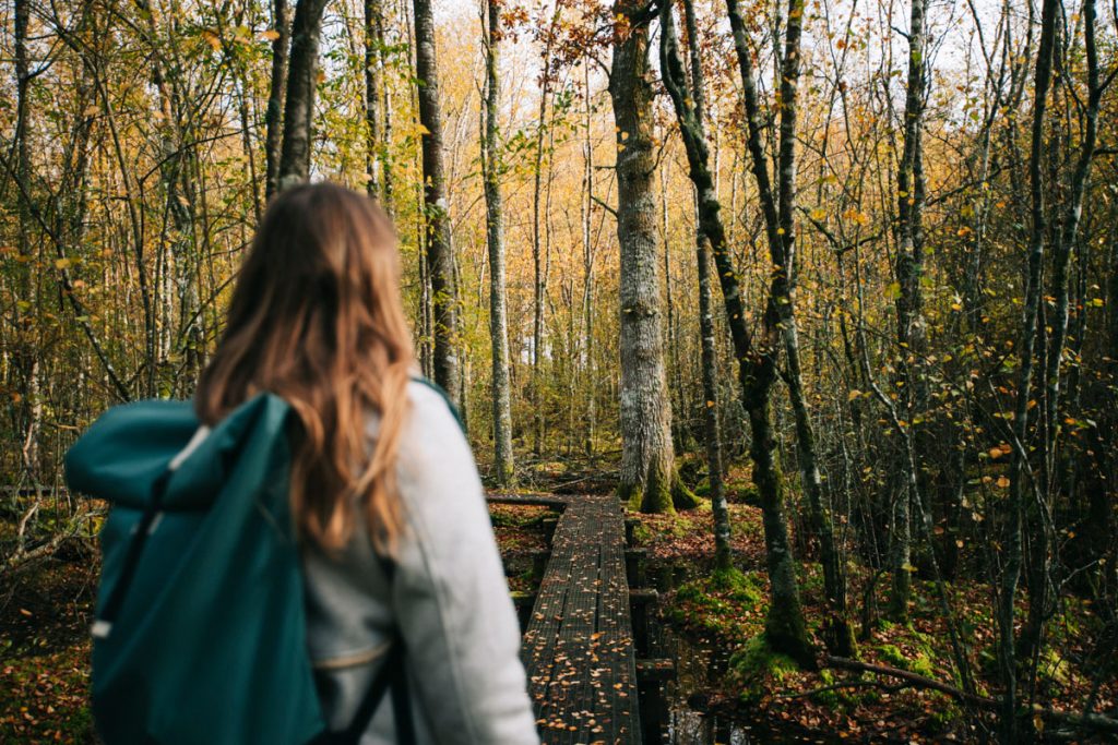 Le sentier sur pilotis de la forêt humide des mousseuses à la Ferté-Vidame. crédit photo : Clara Ferrand - blog Wildroad