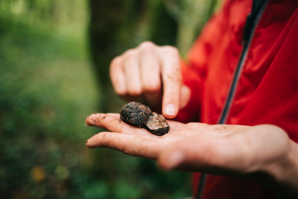 Les différentes sortes de truffes. comment reconnaitre la truffe de Bourgogne ? crédit photo : Clara Ferrand - blog Wildroad