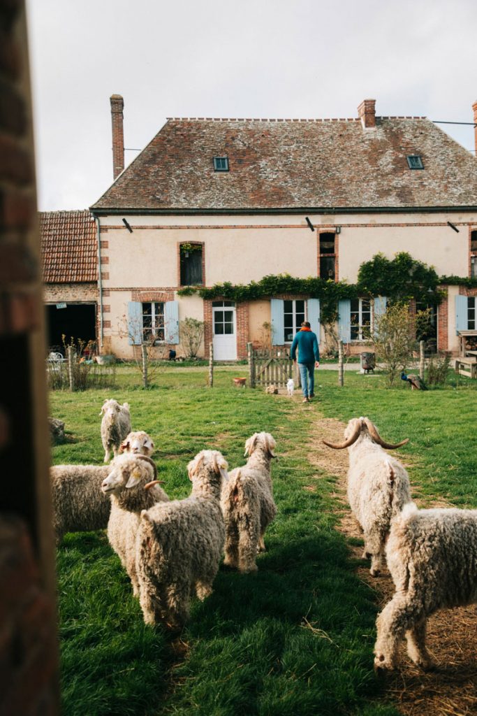 Visiter une ferme lors d'un séjour en Eure-et-loire : rencontre avec Romain éleveur de chèvre angora. crédit photo : Clara Ferrand - blog Wildroad