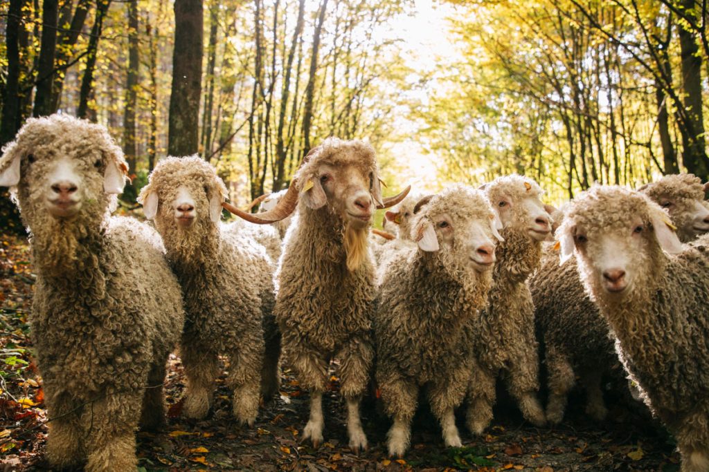 Sortie transhumance avec des chèvre angora. crédit photo : Clara Ferrand - blog Wildroad