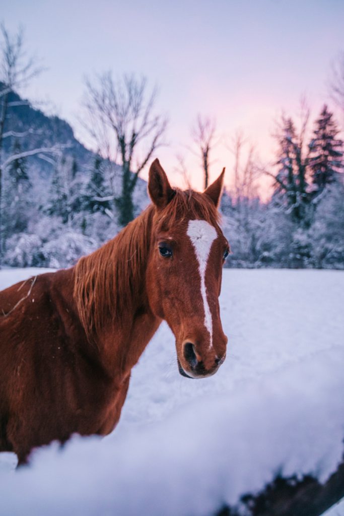 Gîte du bois du Moulin à Thones en Haute-Savoie. crédit photo : Clara Ferrand - blog Wildroad