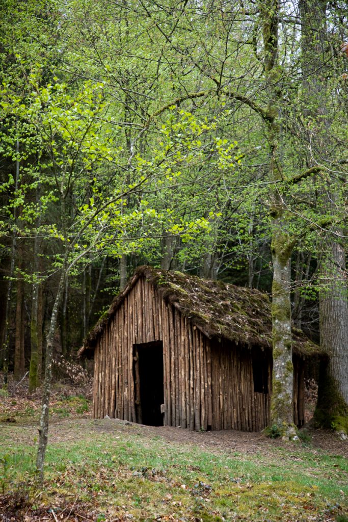Les balade et randonné eà faire dans la forêt de Saint-Hubert. crédit photo : Clara Ferrand - blog Wildroad