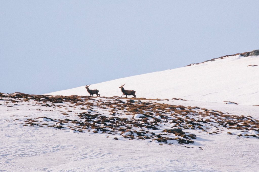 Observer des cerfs dans le Cantal. crédit photo : Clara Ferrand - blog WIldroad