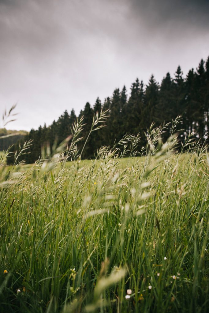 La faune te la flore de la forêt de Saint-hubert. crédit photo : Clara Ferrand - blog Wildroad