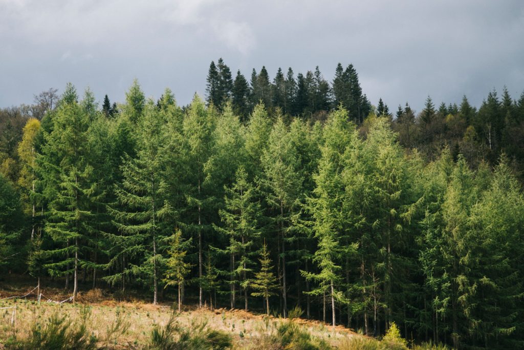 Où se situent l'Ardenne Belge, un massif entre Belgique, France et Luxembourg. crédit photo : Clara Ferrand - blog WIldroad