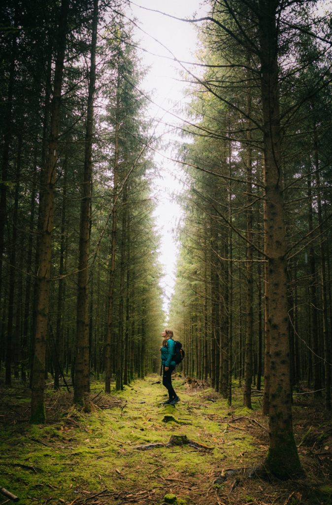 La forêt de Saint-Hubert, le poumon vert de la Belgique. crédit photo: Clara Ferrand - blog Wildroad