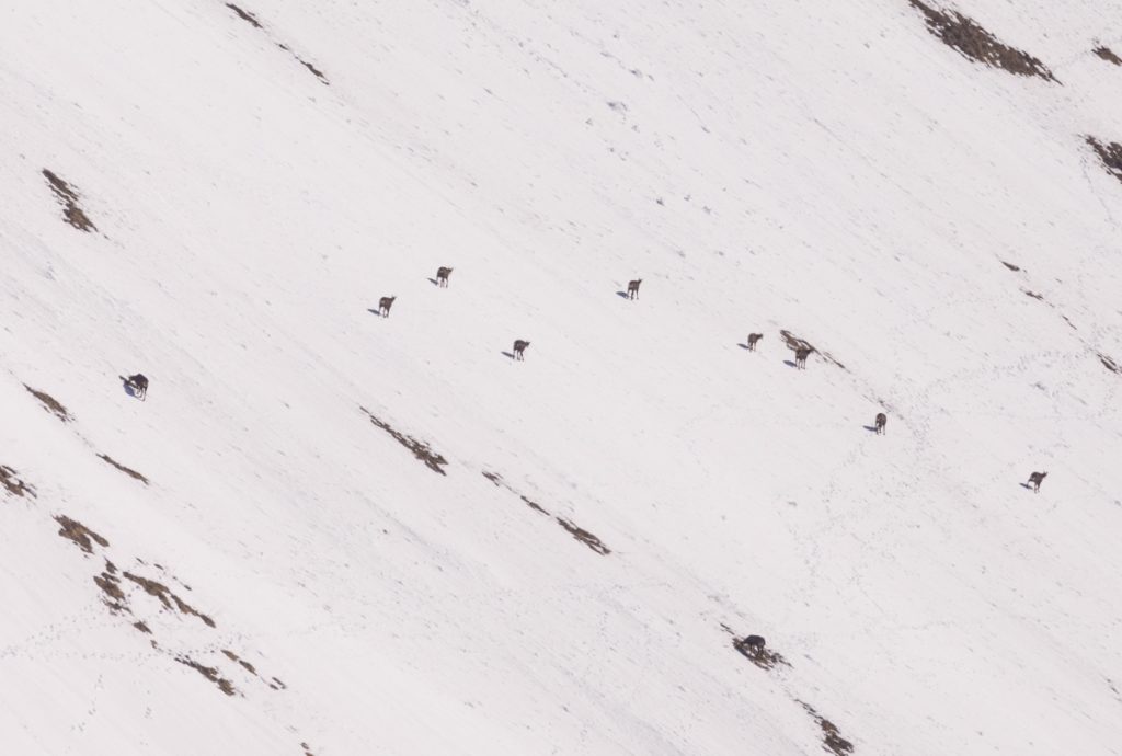 Des chamois observé avec des jumelles dans le massif des Bauges. crédit photo : Clara Ferrand - blog Wildroad