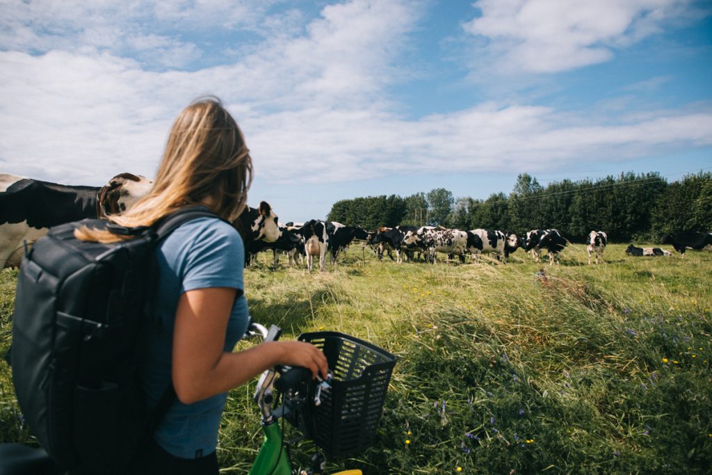 Les vaches normandes sur l'itinéraire de la vélo maritime. crédit photo : Clara Ferrand - blog Wildroad