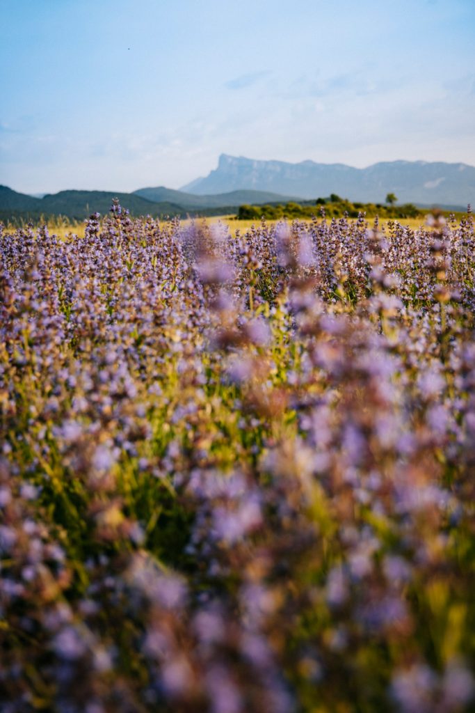 Les champs de lavandes dans la Drôme sur le plateau des Chaux. crédit photo : Clara Ferrand - blog Wildroad
