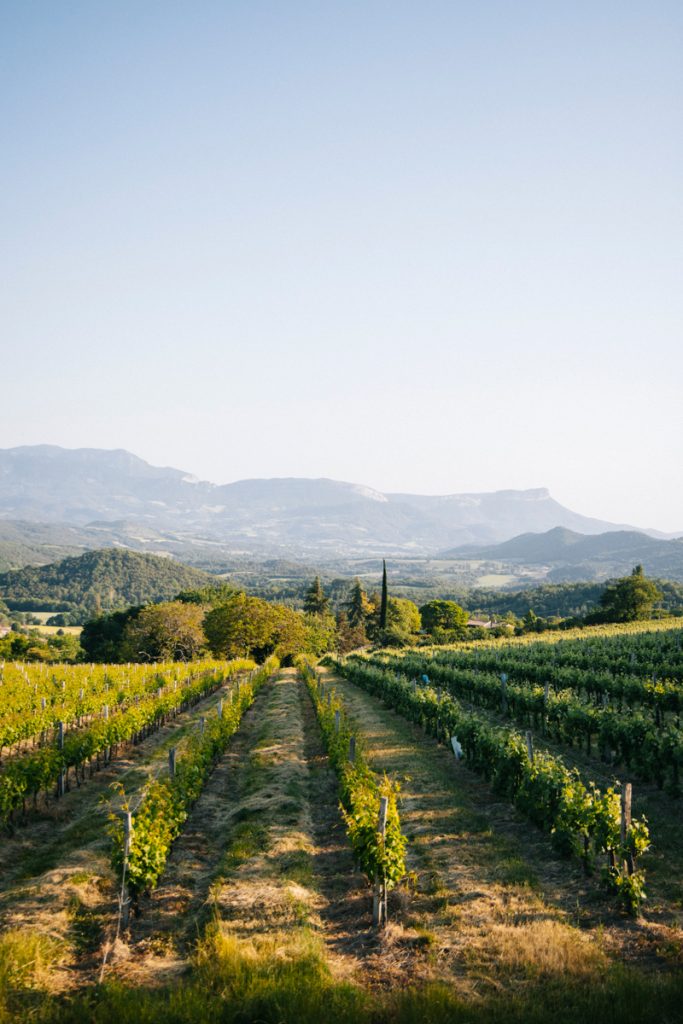 La clairette de Die et ses champs de vignes. crédit photo : Clara Ferrand - blog Wildroad