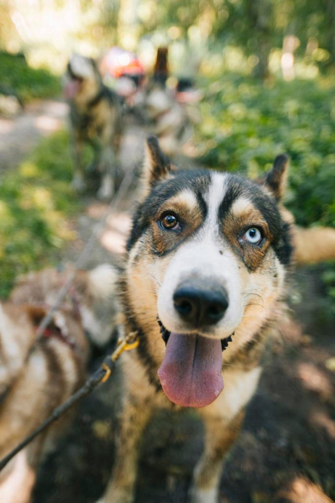 Faire du Cani Kart en Isère. crédit photo : Clara Ferrand - blog Wildroad