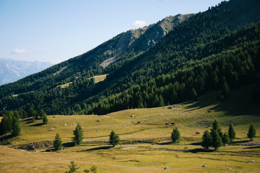 Alpages dans les Alpes du sud à côté du lac de Sainte-Marguerite. crédit photo : Clara Ferrand - blog Wildroad