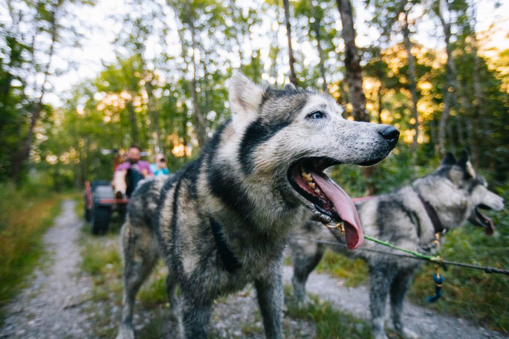 Faire du Cani kart avec le ranch de l'Oisons. crédit photo : Clara Ferrand - blog Wildroad