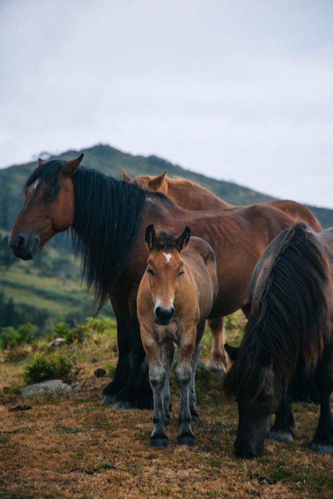 Des chevaux basques au sommet de Jaizkibel. crédit photo : Clara Ferrand- blog WIldroad
