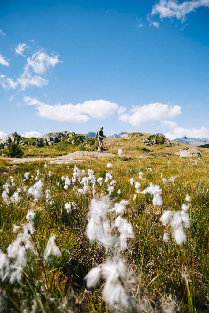 Linaigrette flore des Alpes. crédit photo : Clara Ferrand - blog Wildroad