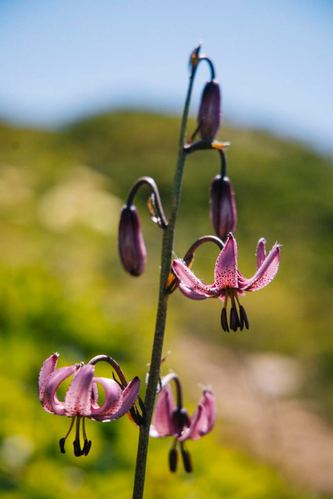 Le lys martagon fleur des Alpes. crédit photo : Clara Ferrand - blog Wildroad