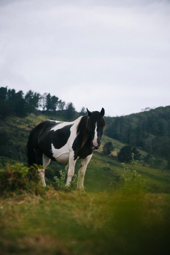 La randonnée du mythique Jaizkibel sur la côte Basque. crédit photo : Clara Ferrand - blog WIldroad