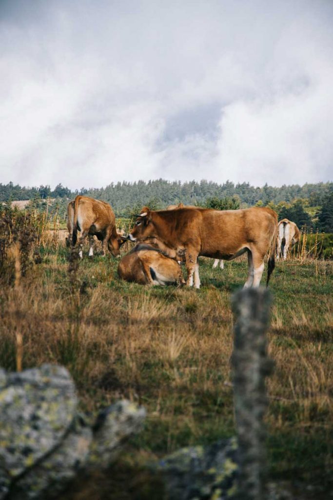 Où trouver un hébergement pour un séjour dans les Cévennes. crédit photo : Clara Ferrand - blog Wildroad