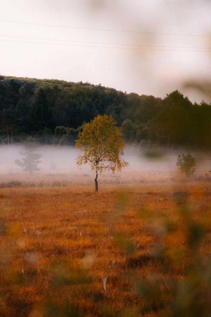 L'automne sur le plateau de millevaches en Limousin. crédit photo : Clara Ferrand - blog Wildroad