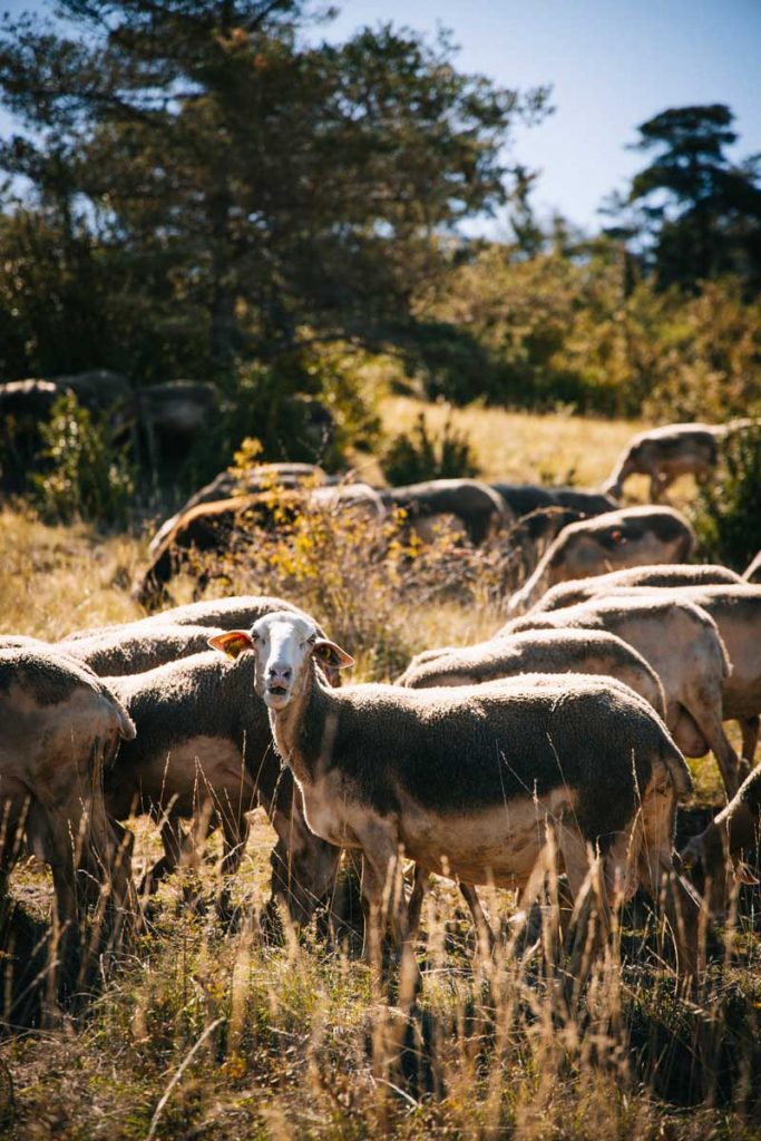 Les brebis sur le Causse méjean de la fromagerie du Fédou. crédit photo : Clara Ferrand - blog Wildroad