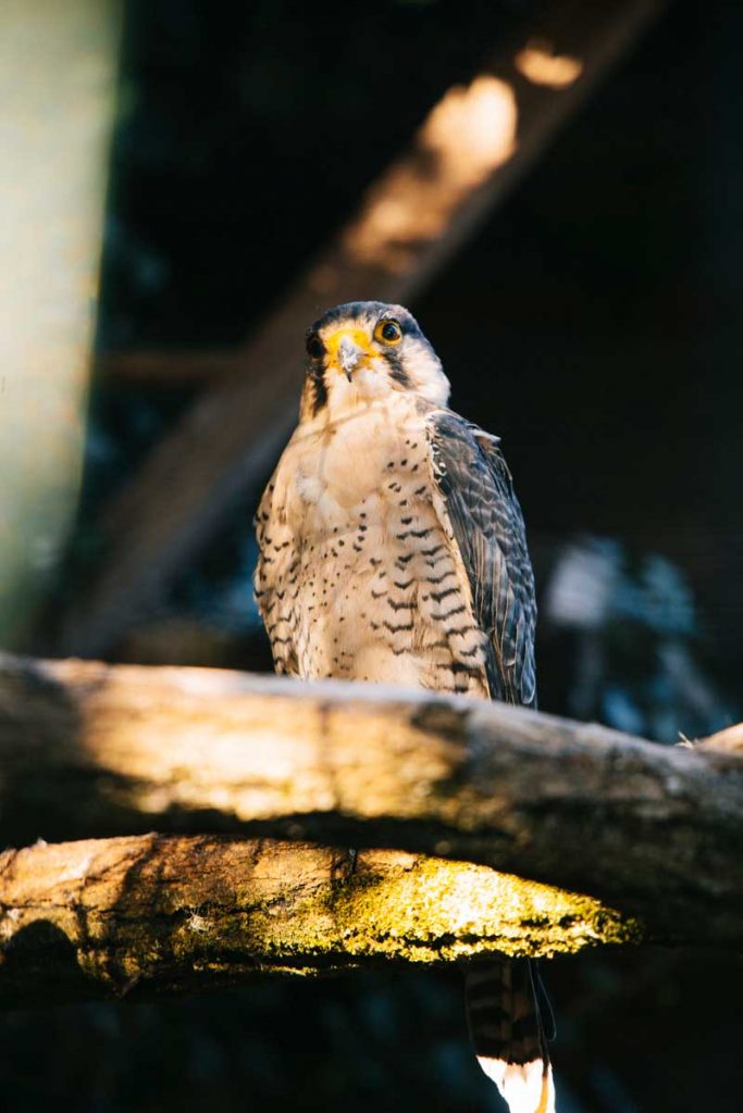Les spectacles de rapaces du chateau de Milandes en Dordogne. crédit photo : Clara Ferrand - blog Wildroad