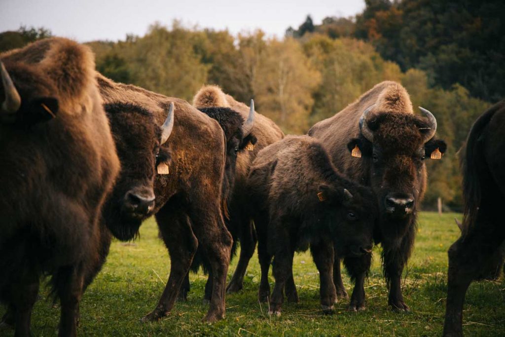 Élevage de bison d'Amérique en Creuse. crédit photo : Clara Ferrand - blog WIldroad