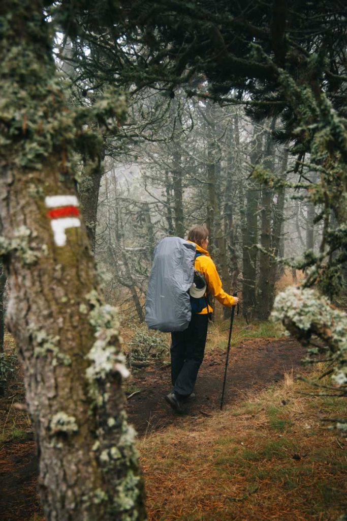 La forêt du Mont Lozère sur le GR70. crédit photo : Clara Ferrand - blog Wildroad