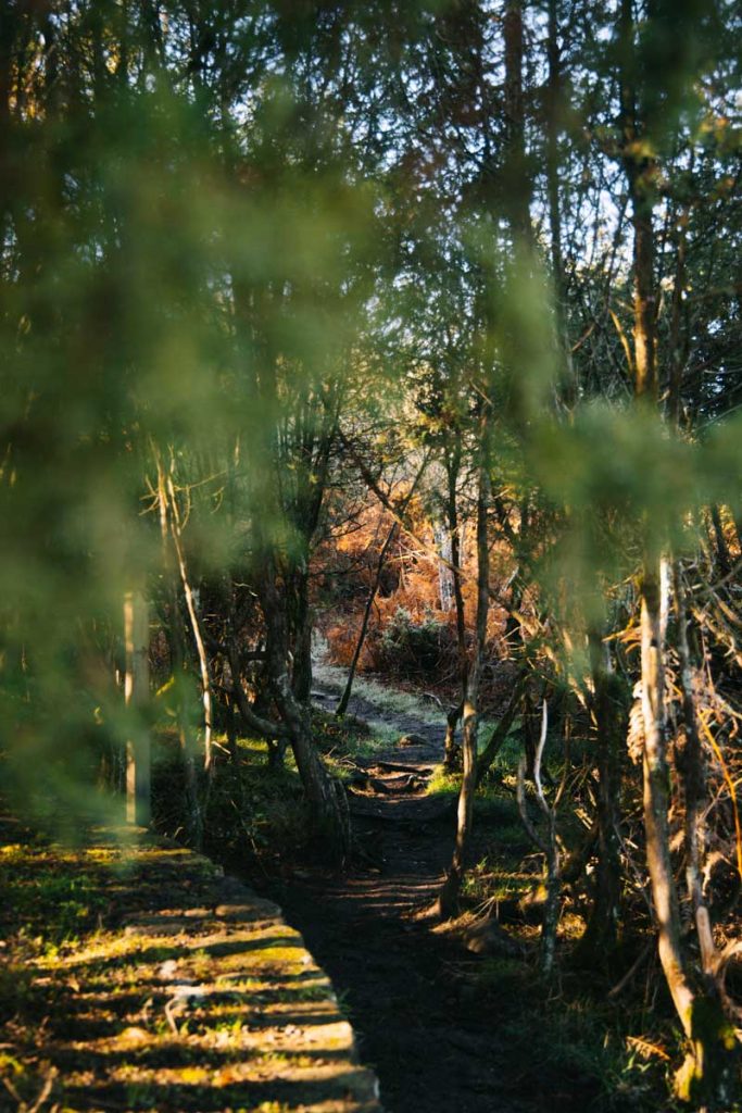 Une grande forêt de genévriers sur le plateau de Millevaches. crédit photo : Clara Ferrand - blog Wildroad
