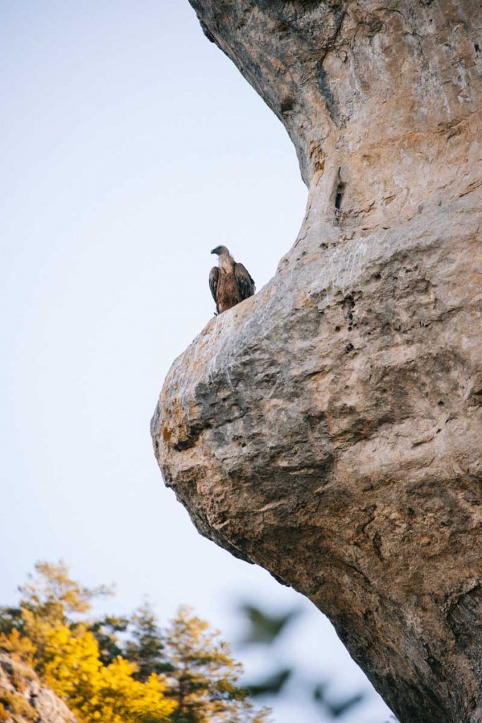 Observer les vautours dans les gorges du tarn. crédit photo : Clara Ferrand - blog Wildroad