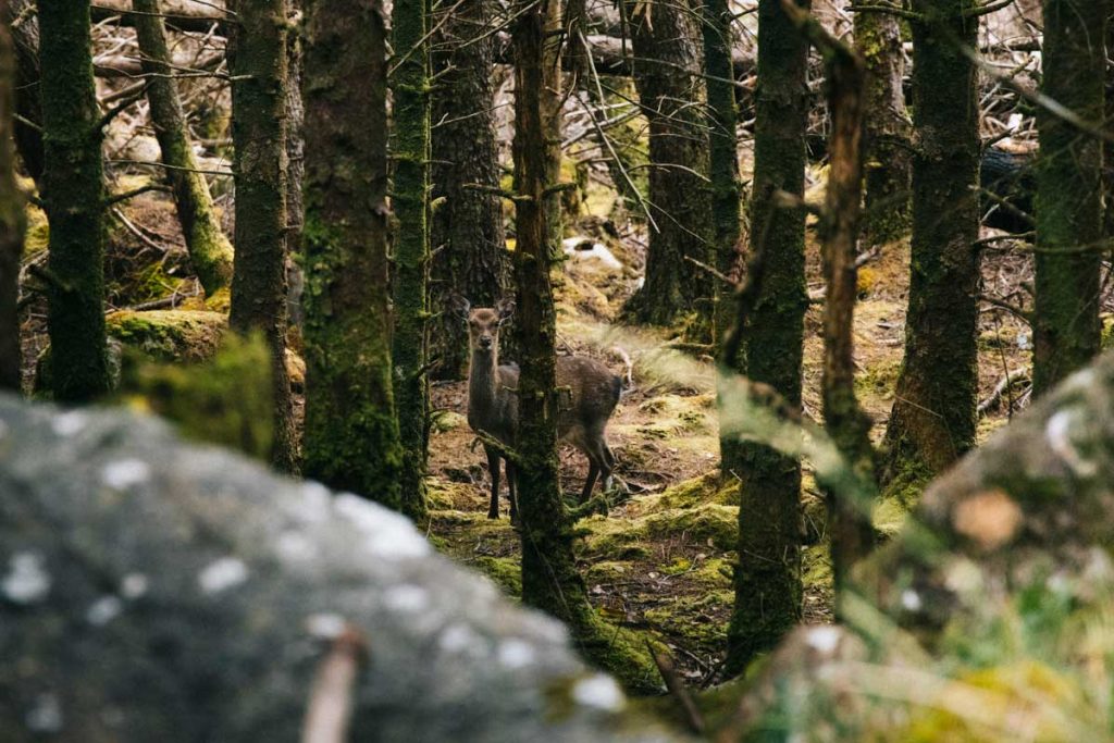 Biche et cerf du parc national de Killarney. crédit photo : Clara Ferrand - blog Wildroad