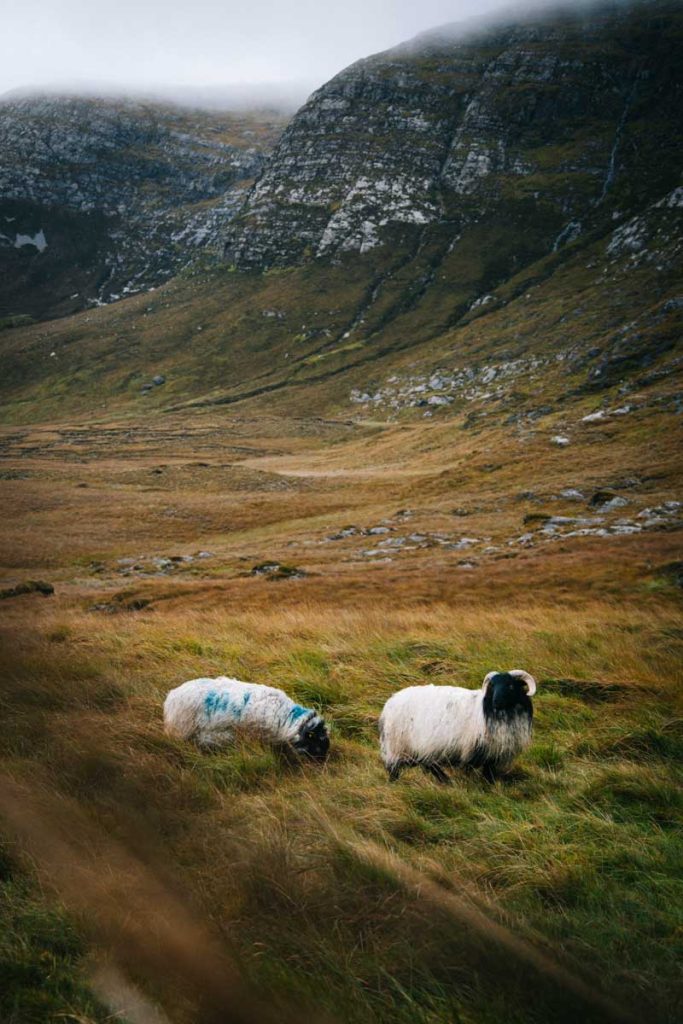 Découvrir les montagnes du Connemara avec une randonnée dans les Maumturk Mountains. crédit photo : Clara Ferrand - blog Wildroad