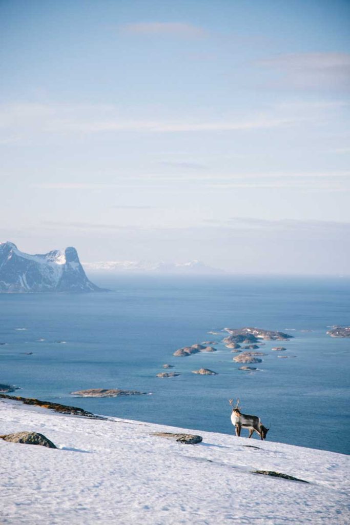 La randonnée de Husfjfellet sur l'île de Senja. crédit photo : Clara Ferrand - blog Wildroad
