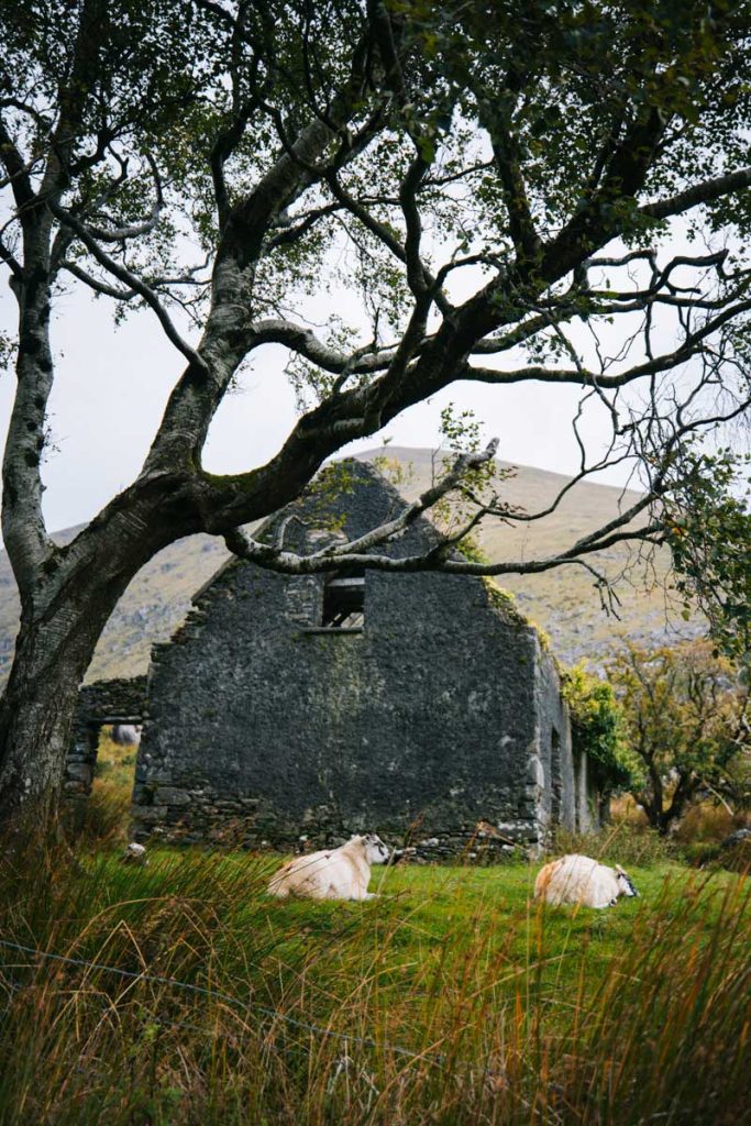Molly's Cottage dans la Black Valley. crédit photo : Clara Ferrand - blog Wildroad