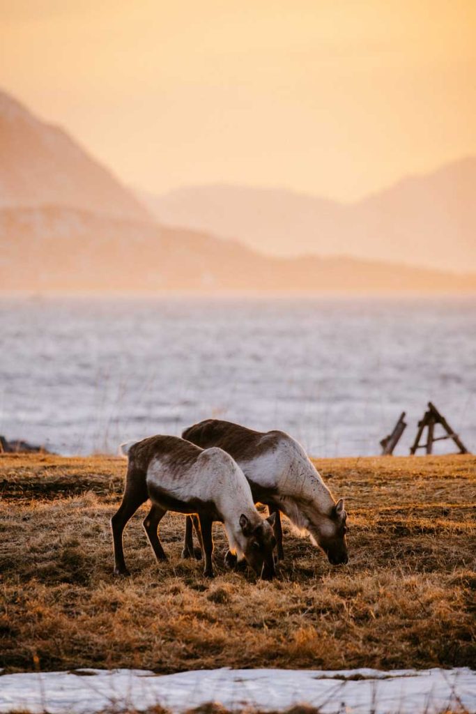 Les rennes au sud de l'île de Senja. crédit photo : Clara Ferrand - blog Wildroad