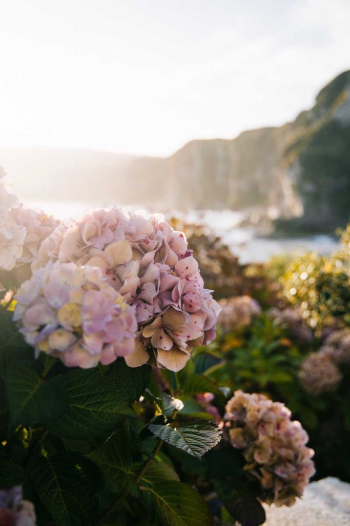 Les hortensias le long du chemin de The Causeway Coast Way. crédit photo : Clara Ferrand- blog Wildroad