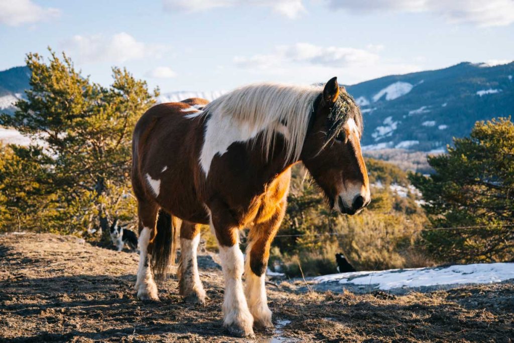 Les chevaux de trait de Seyne. crédit photo : Clara Ferrand - blog WIldroad