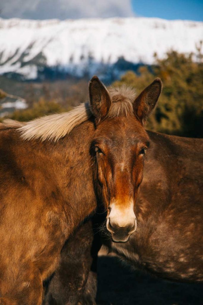 L'histoire des mulets de Seyne et de la vallée de la Blanche. crédit photo : Clara Ferrand - blog WIldroad
