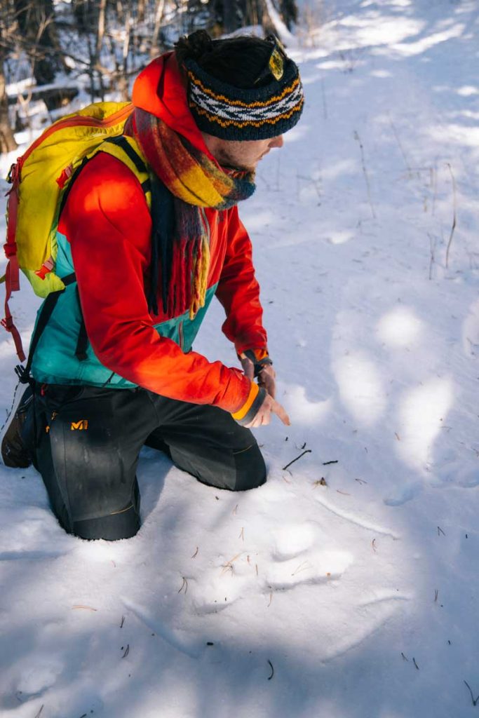 Sortie avec un guide montagne pour découvrir les traces d'Animaux. crédit photo : Clara Ferrand- blog Wildroad