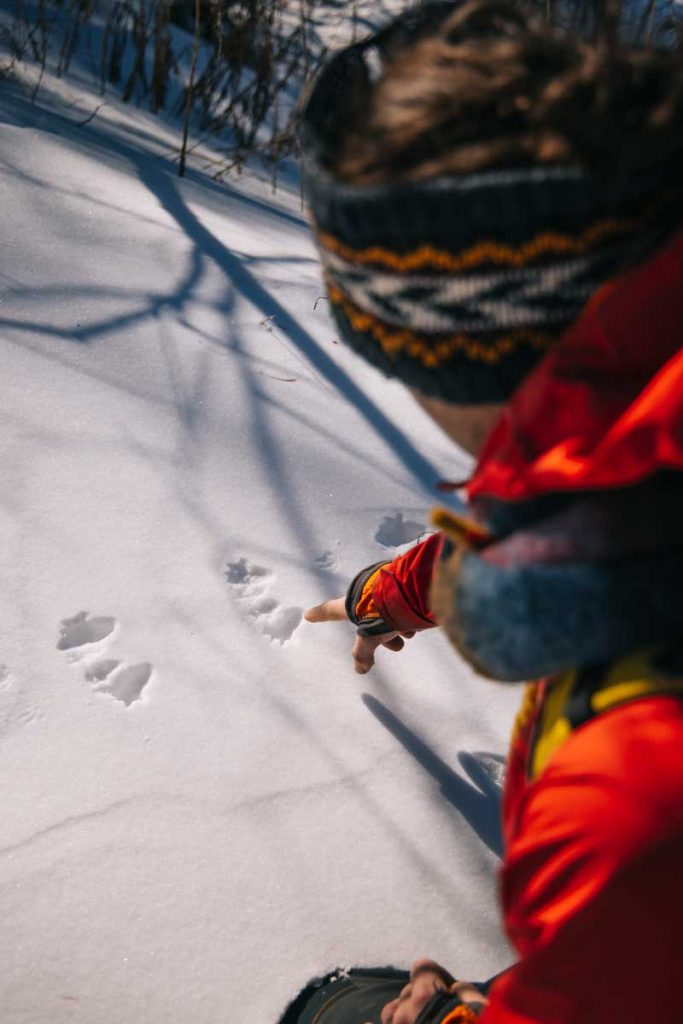 Les traces d'animaux dans les foret des Alpes du sud : un écureuil à Montclar. crédit photo : Clara Ferrand - blog Wildroad 