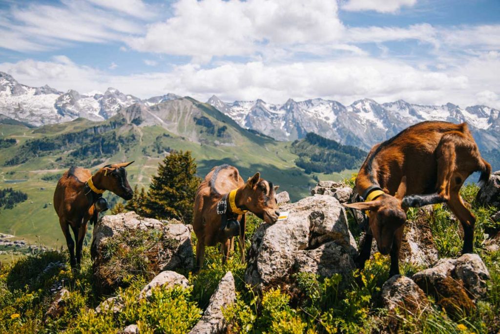Les alpages du Grand Bornand sous le roc des tours. crédit photo : Clara Ferrand - blog Wildroad