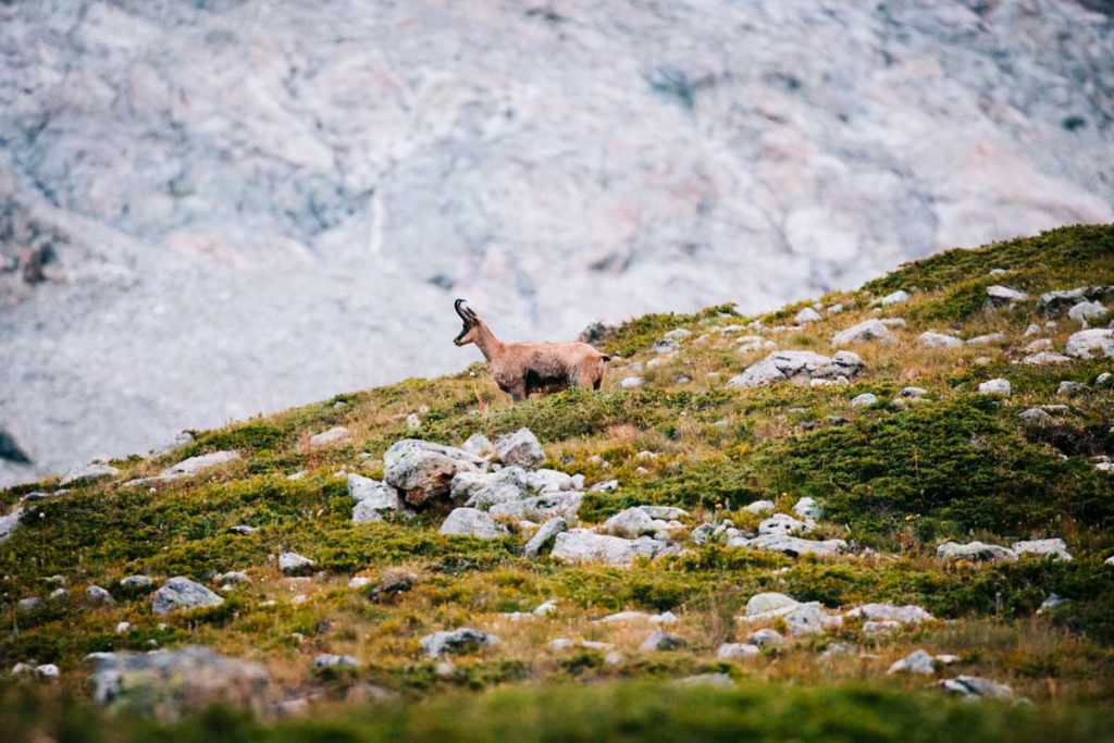 Un chamois autour du refuge Temple Écrins. crédit photo : Clara Ferrand - blog Wildroad