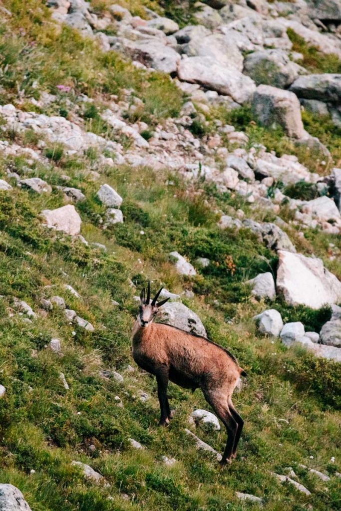 Où voir des chamois en Oisans. crédit photo : Clara Ferrand - blog Wildroad