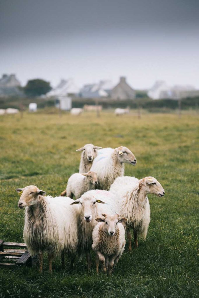 Les moutons de Ouessant une des race les plus petite du monde. crédit photo : clara Ferrand - blog Wildroad