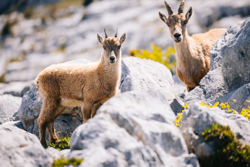 Des étages et les cabris au printemps dans le massif du Bargy. crédit photo : Clara Ferrand - blog Wildroad