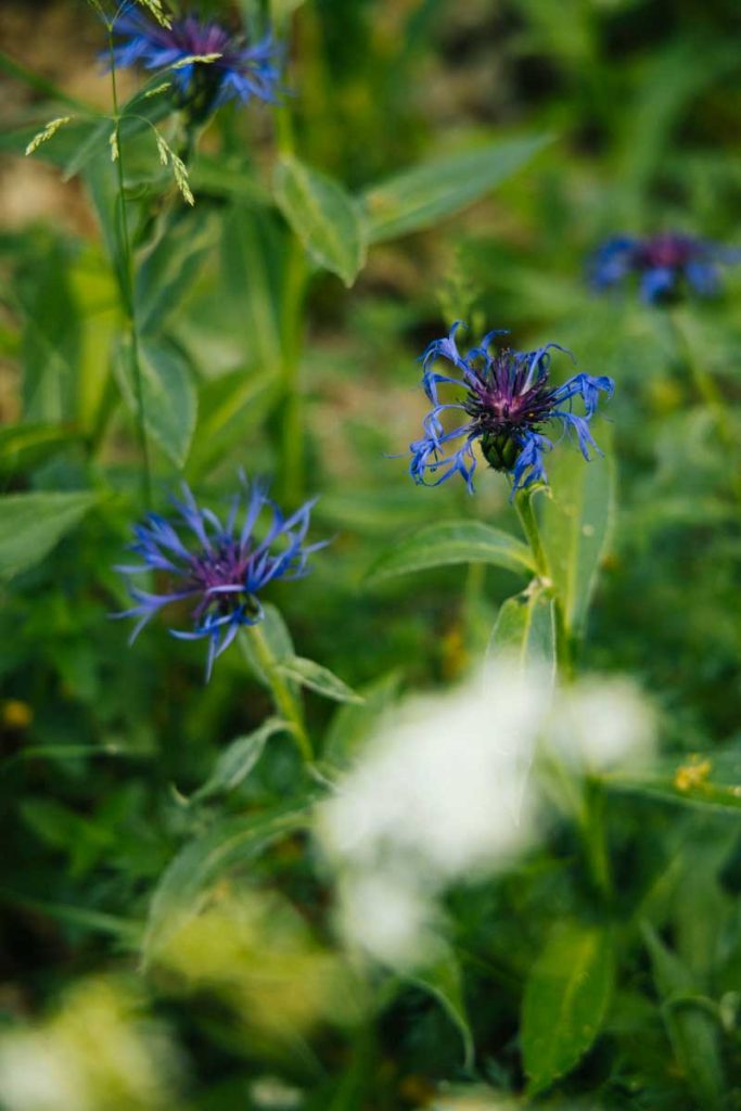 Plante sauvage sur le sentier du lac de Lessy. crédit photo : Clara Ferran d- blog Wildroad