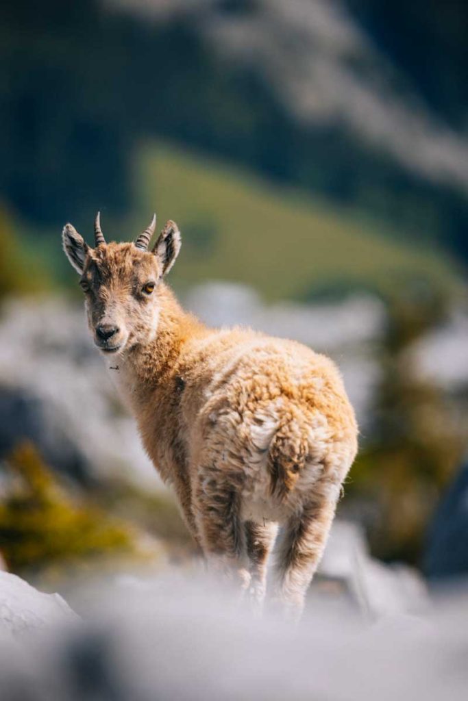 Les jeunes bouquetins au printemps dans le massif du Bargy à côté du lac de Lessy. crédit photo : Clara Ferrand - blog Wildroad