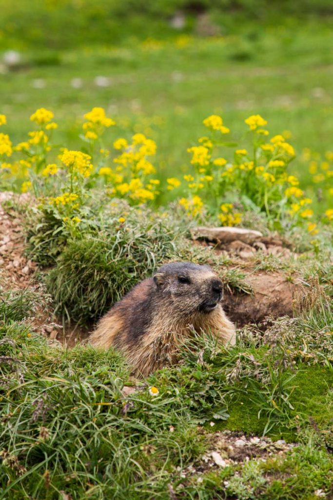 Marmotte autour du camp Rochilles. crédit photo : Clara Ferrand- blog Wildroad